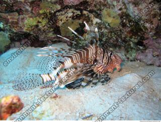 Pterois volitans Red lionfish side 7